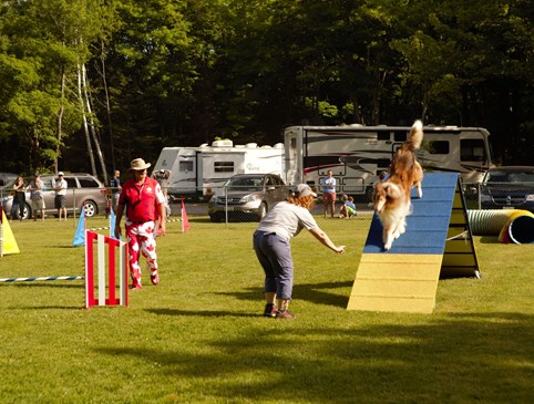 Dog Sports Events Photo